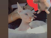 Lekesiz tüysüz yavru kedimiz