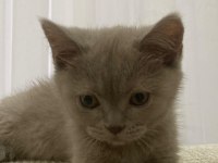 British shorthair kedimizi sahiplendiriyoruz