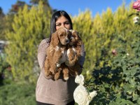 Safkan maltipoo yavrularım