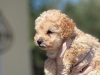 Erkek orijinal toy poodle