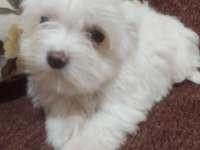 2 aylık maltese bebeklerimiz