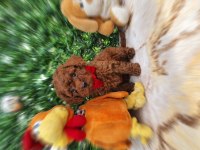 Oyuncak Değil Gerçek Poodle