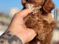 MALTİPOO YAVRU