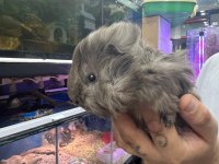 PrehistoricPets garantisi ile guinea pig