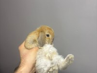 HOLLANDA LOP TAVŞANI