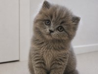 British Longhair Peluş Oyuncak Bebeğim