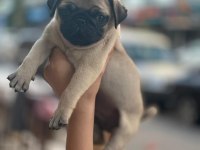 Gül kuyruk pug yavrular her yere gönderilir 