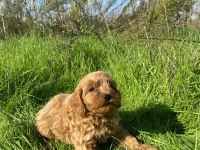 2 Aylık Cockapoo
