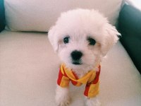 Orjinal safkan teacup kore maltese terrier