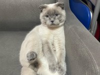 UCRETSİZ SAHİPLENME KEDİMİZ