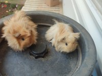 1 dişi ve 1 erkek ginepig