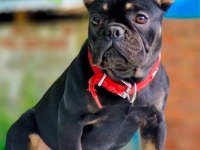 Dişi French Bulldog İzmir Karşıyaka