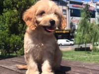 En microsu en özeli benim olsun isteyenlere poodle