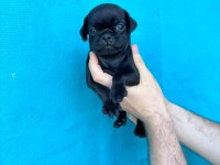 Pink Ve Siyah Dişi Erkek Pug Yavrularımız