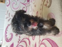Minyatür Schnauzer Secereli