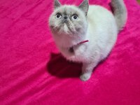 Exotic blue point dişi british shorthair