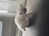British longhair blue point