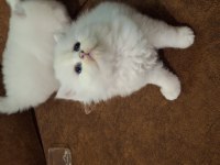 Safkan british longhair yavru
