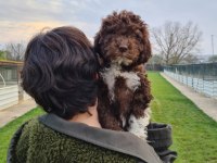 MANTAR AVCISI LAGOTTO ROMAGNOLO YAVRULAR