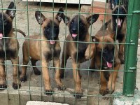 Belçika Malinois Belçika kurdu