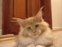 İlloai ve Arthur maine coon yavruları hepsi şampiyon adayı