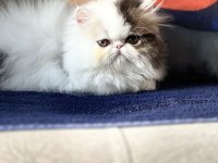 SAFKAN persian Sadece en iyisini isteyenler için