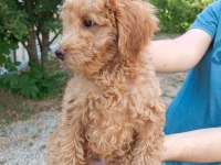 3 Aylık Erkek Poodle Yavru bakımlı ve tuvalet eğitimli