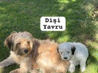 58 günlük terrier yavrular Gaziantep