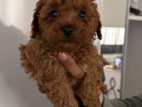 TOY POODLE BEBEKLERİ 3 AYLIK