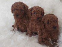 Toy poodle yavru köpekler