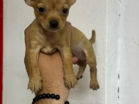 Sıfır numara pinscher