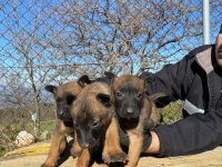 A Kalitede Belçika Kurdu Malinois