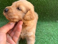 Golden retriever yavrularımız 2 aylık