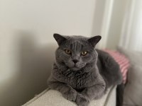 3 Yaşında Erkek British Shorthair