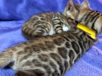 A KALİTE BENGAL KEDİLER