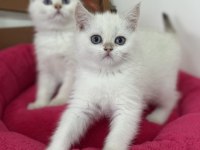 Aşılı karneli british shorthair ve longhair yavrular