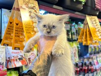 SERTİFİKALI - IRK VE SAĞLIK GARANTİLİ RAGDOLL KEDİLER