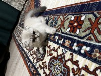 Scottish fold Kızımız lokum