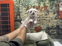 Teacup chihuahua dişi yavrumuz @petclubadanaa