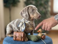 Nadir Renk İçinizi Isıtacak Akıllı Sosis Köpeğimiz