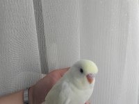 CİNS YAVRU MUHABBET KUŞU ÇİFT VEYA YAVRU