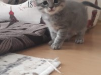 Scottish straight ve british shorthair yavrular