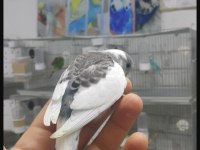 Renk renk Bebekler Alışma garantili muhabbet kuşlar