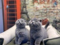 En Güzel Scottish Fold Bebekler @petclubadanaa