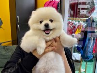 Akıllı eğitimli 11 aylık pomeranian bulutumuz
