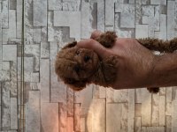 toy poodle yavru köpeklerimiz