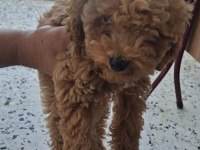 Toy Poodle Köpeği