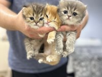 British Longhair Bebekler
