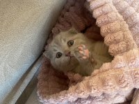 Scottish fold yavrularım