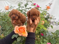 Kore toy poodle yavrularımız